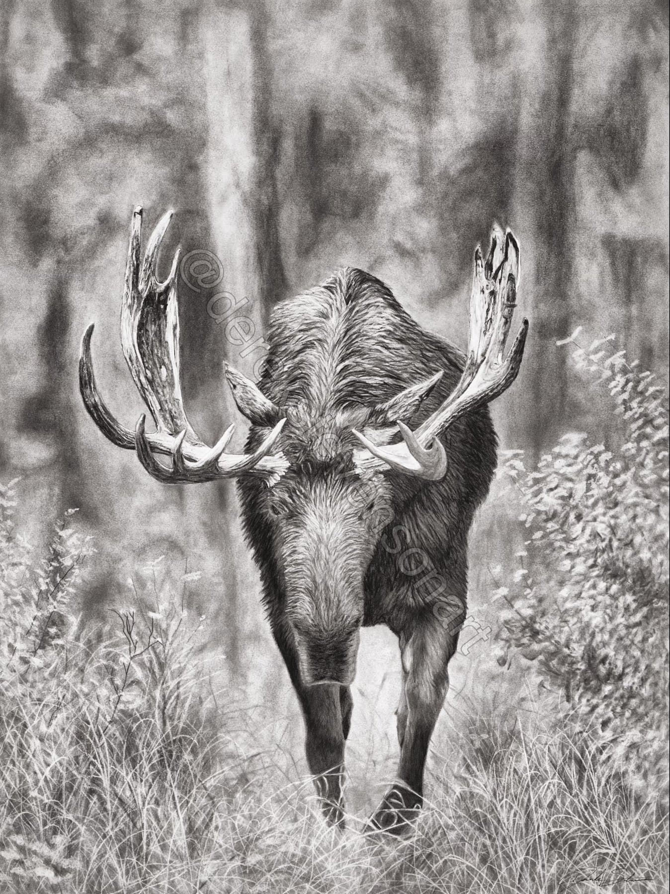 Charcoal drawing of a bull moose walking through trees