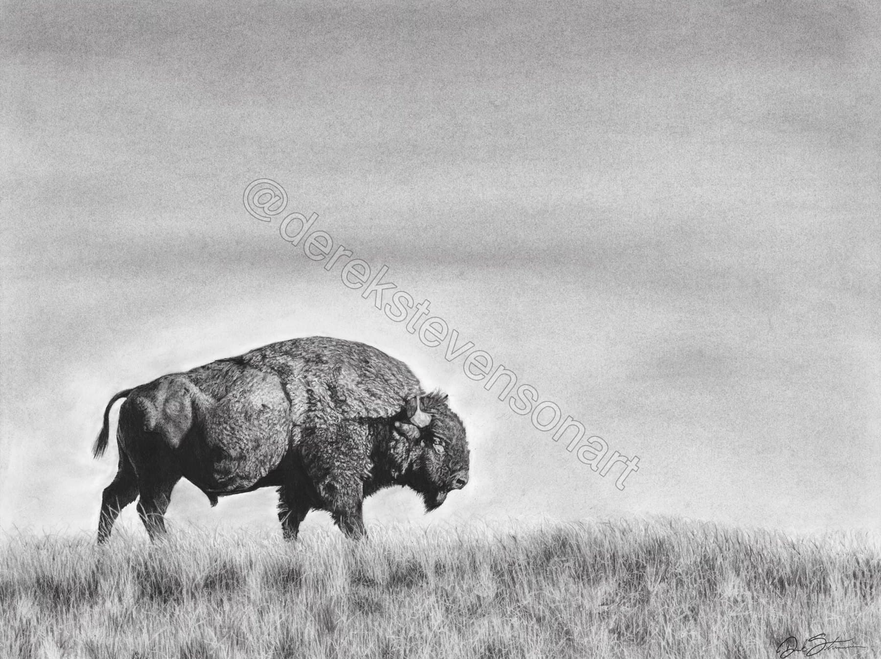 Charcoal drawing of a bison standing in open grass