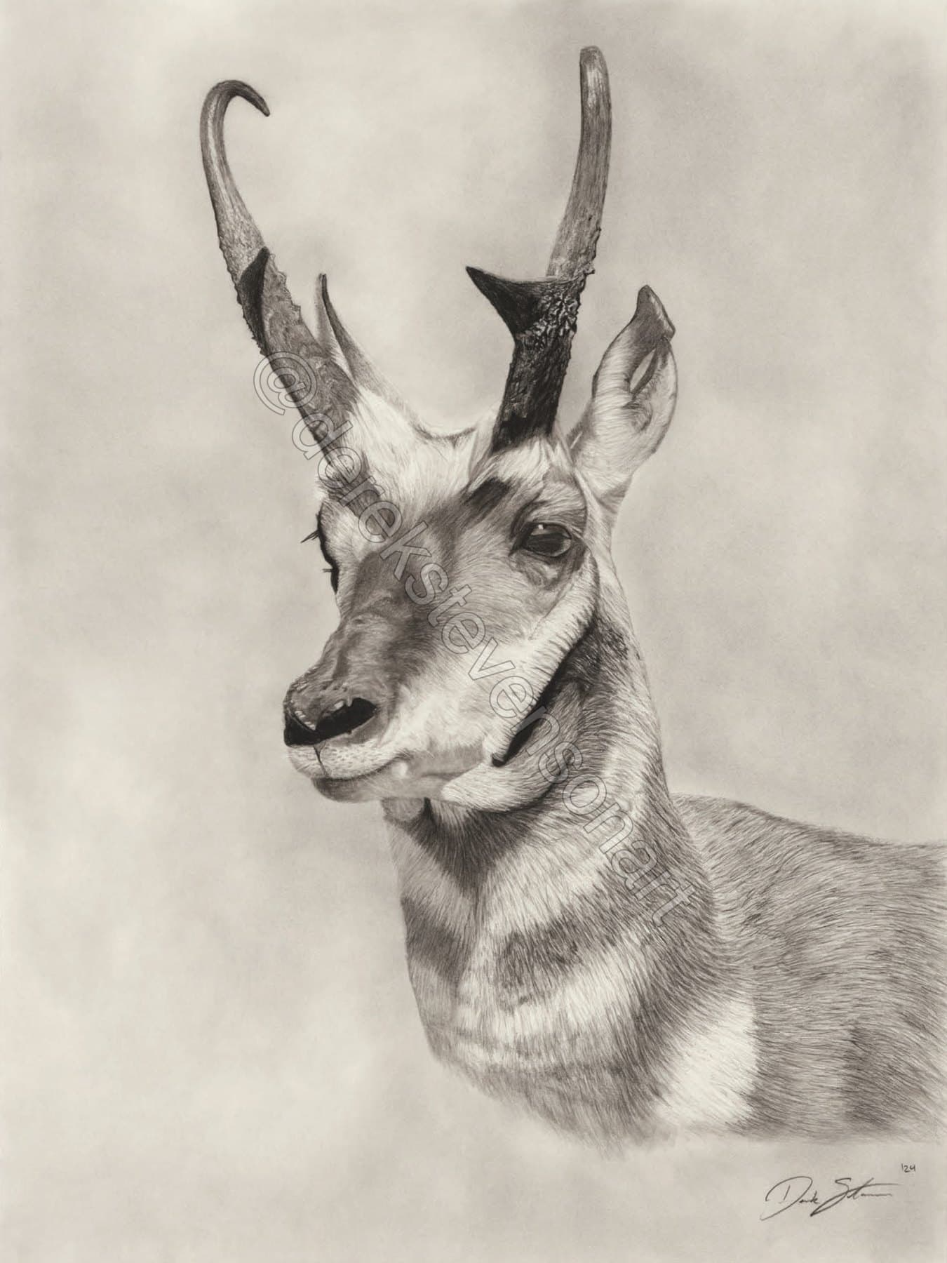 Charcoal portrait of an antelope