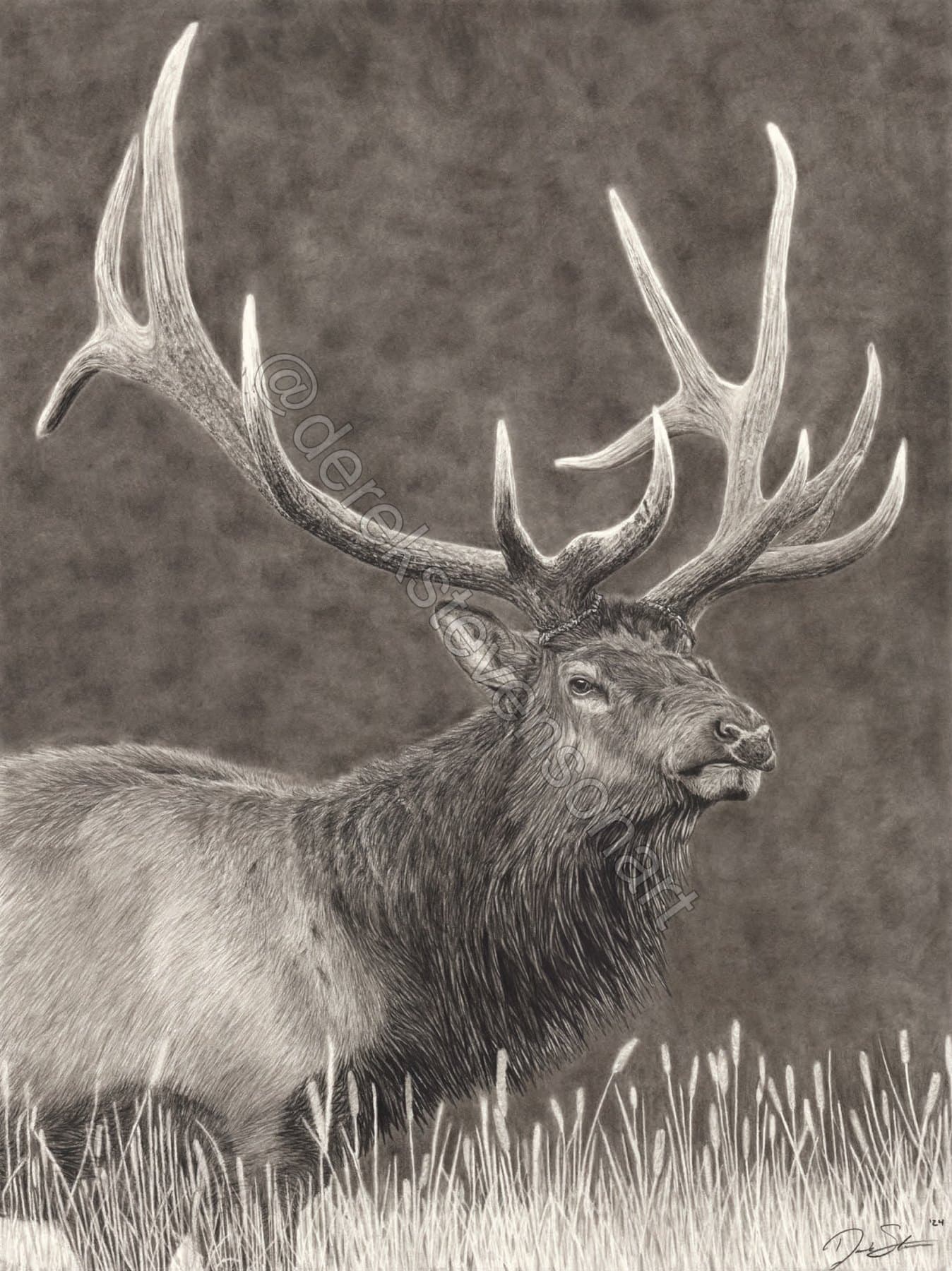 Charcoal portrait of an elk
