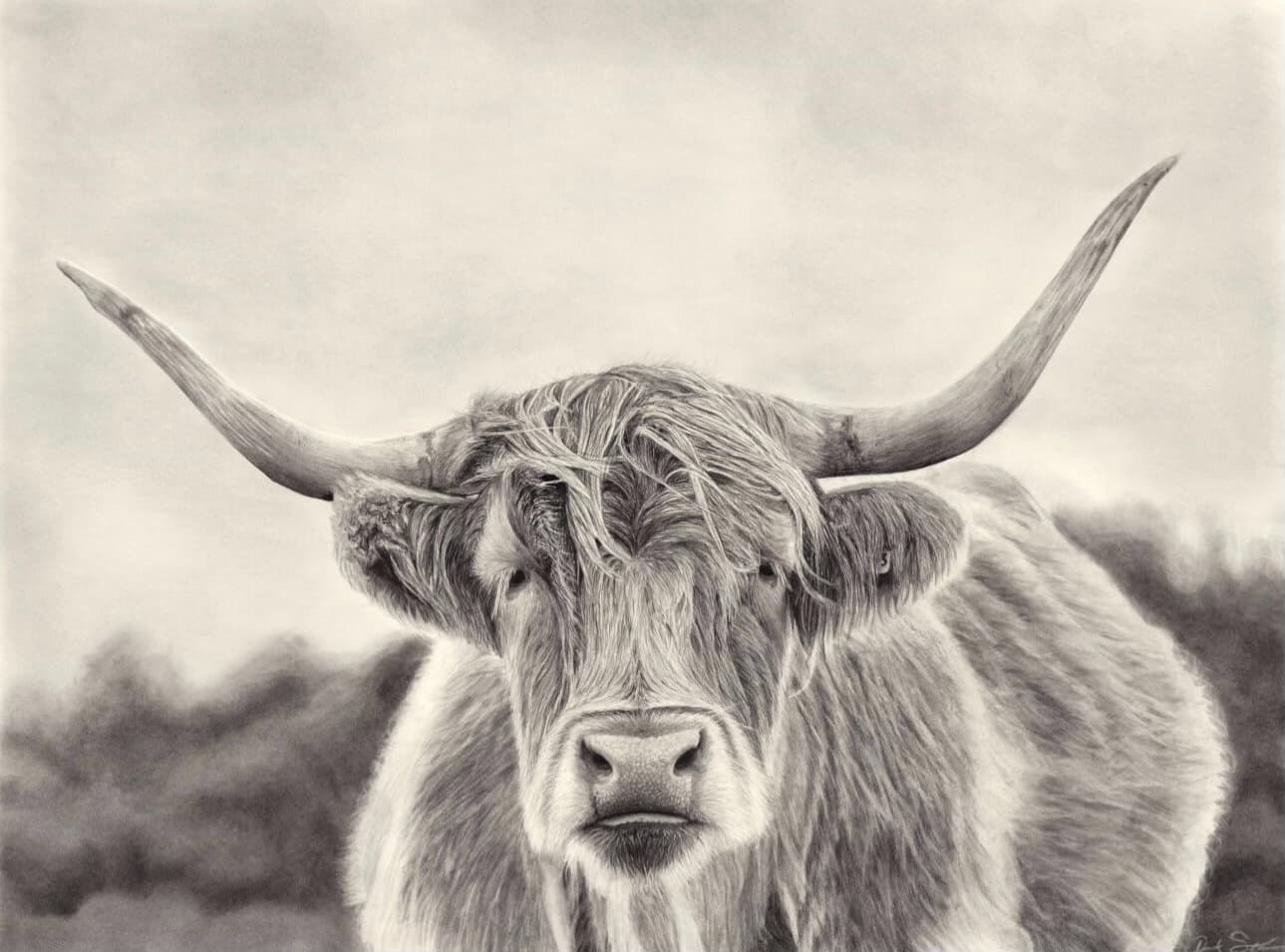 Charcoal drawing of a Highland Cow