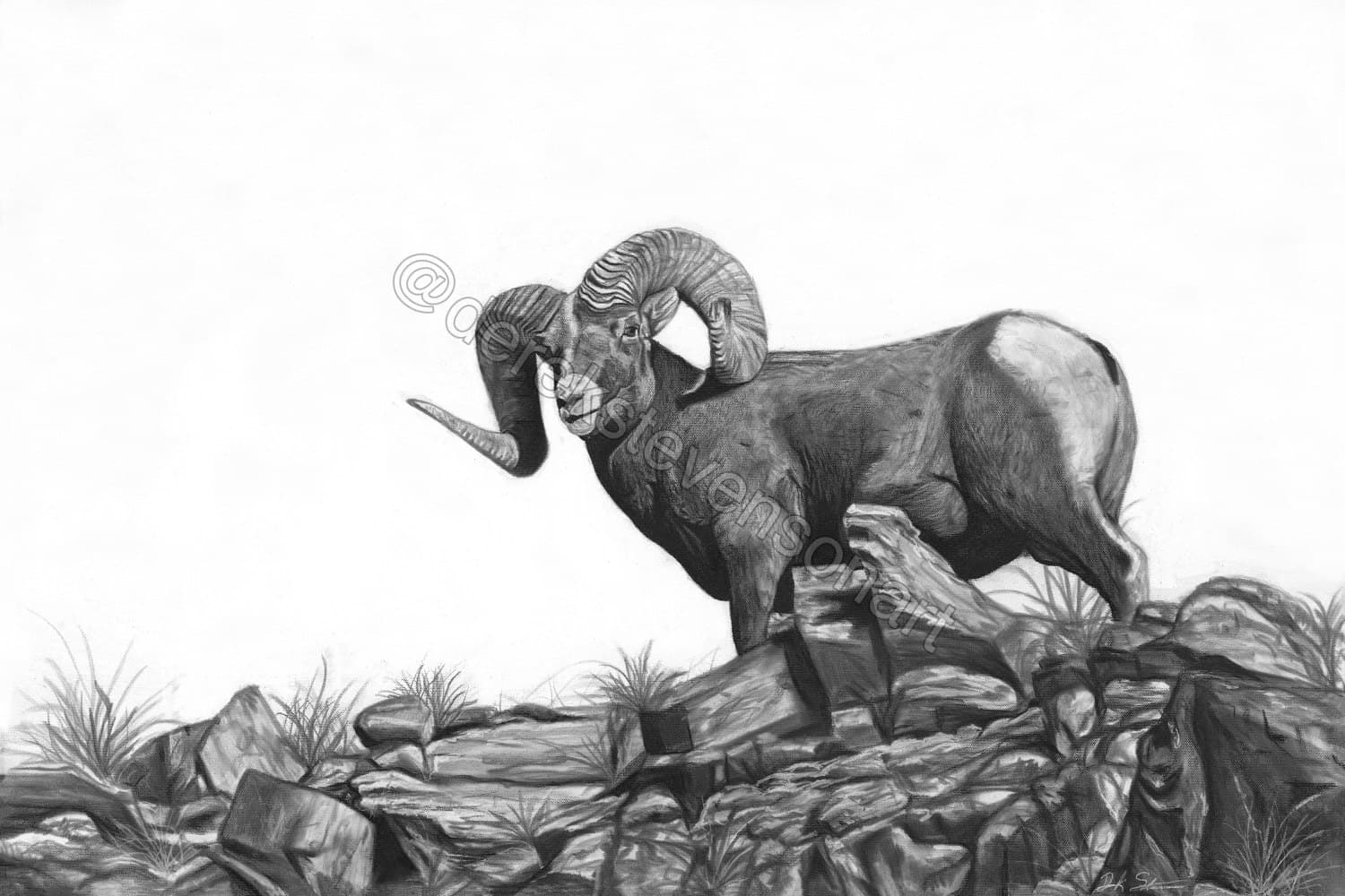 Charcoal drawing of a bighorn sheep on rocks