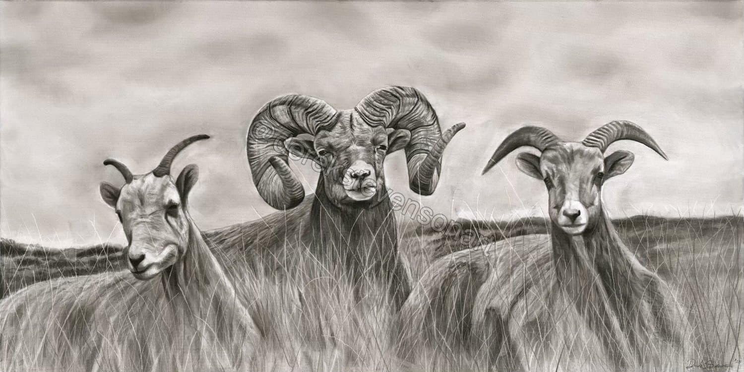 Charcoal drawing of three sheep in a field