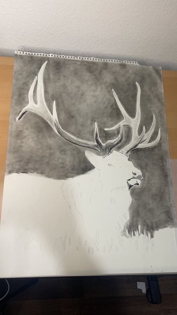 Broadside Elk drawing process stage 1
