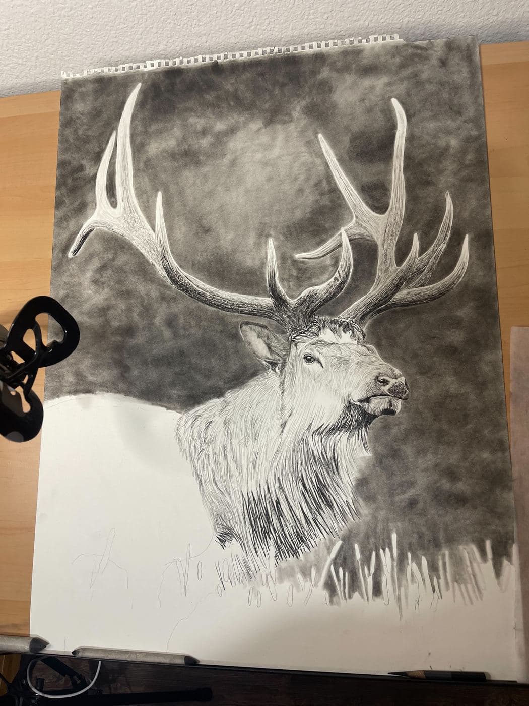 Broadside Elk drawing process stage 2