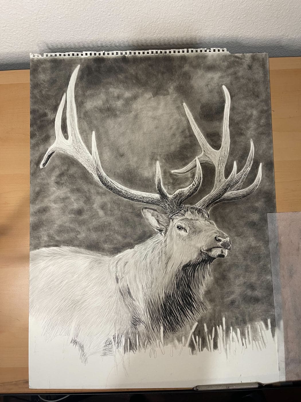Broadside Elk drawing process stage 3