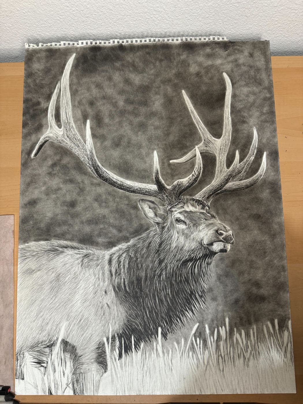 Broadside Elk drawing process stage 4