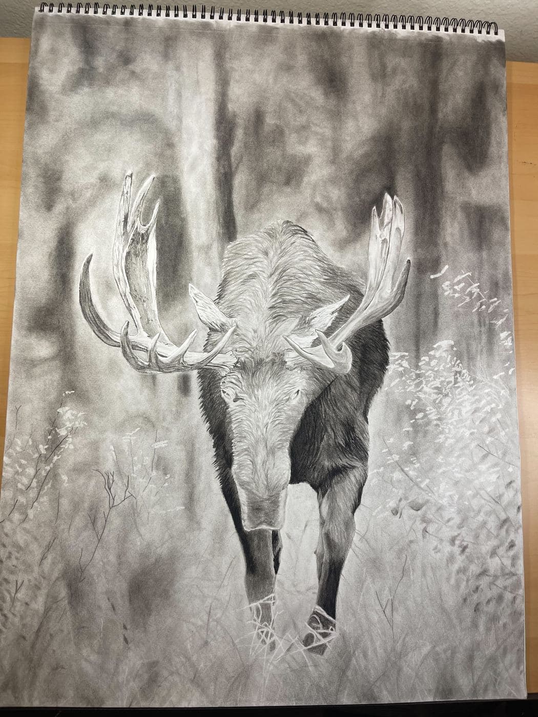 Moose drawing in progress with charcoal values being developed