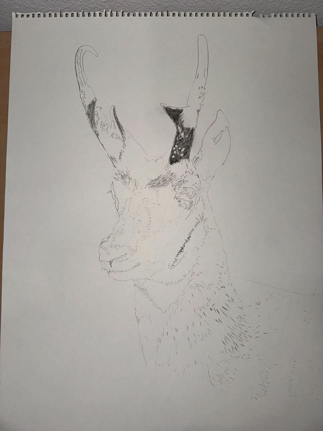 Pronghorn Antelope drawing process stage 1
