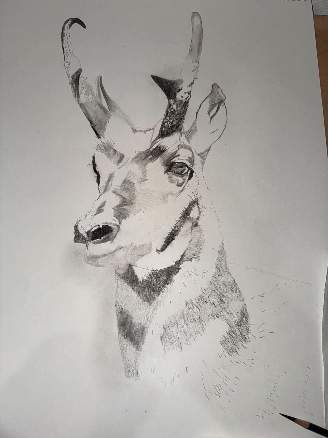 Pronghorn Antelope drawing process stage 2