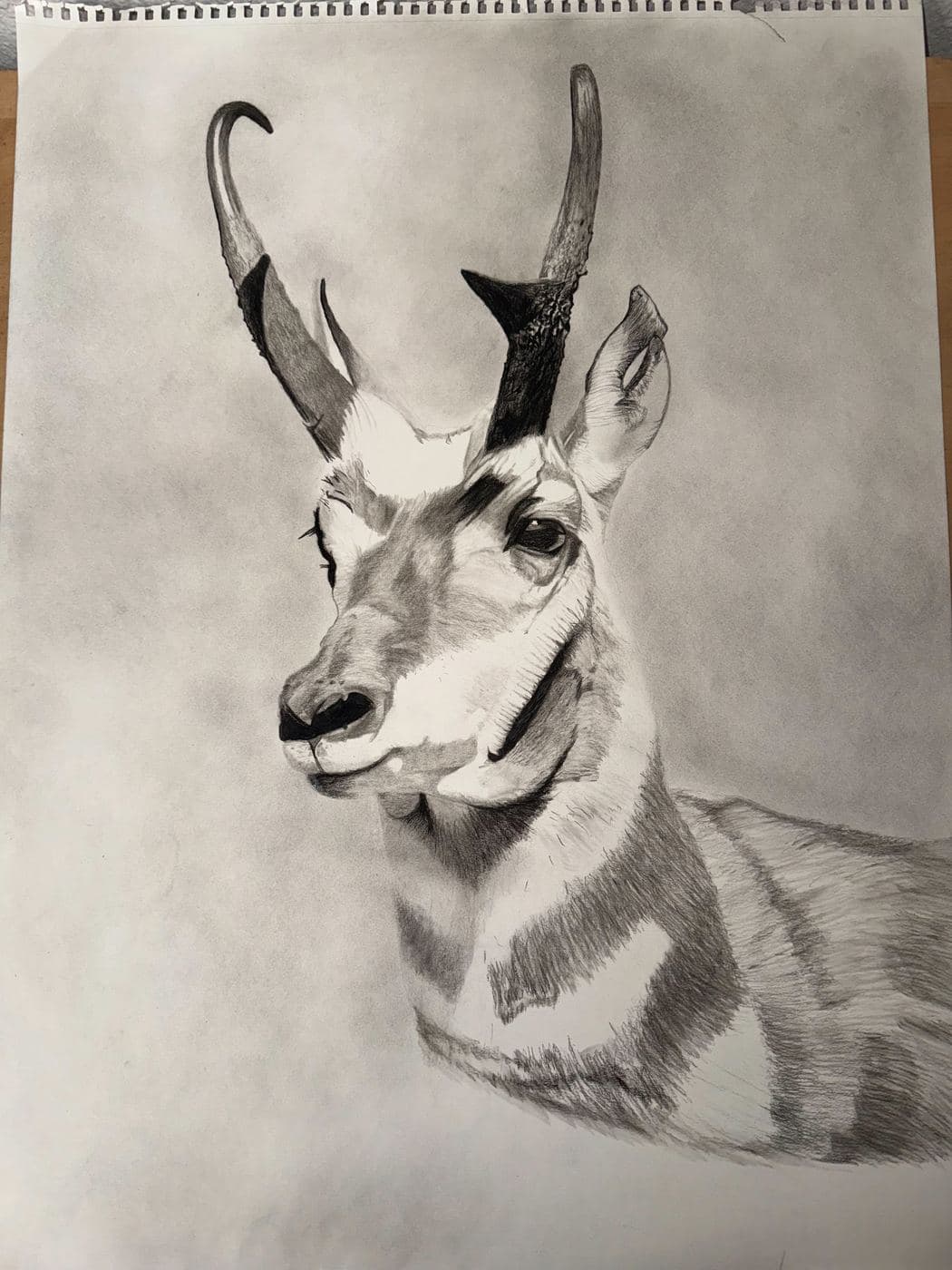 Pronghorn Antelope drawing process stage 3