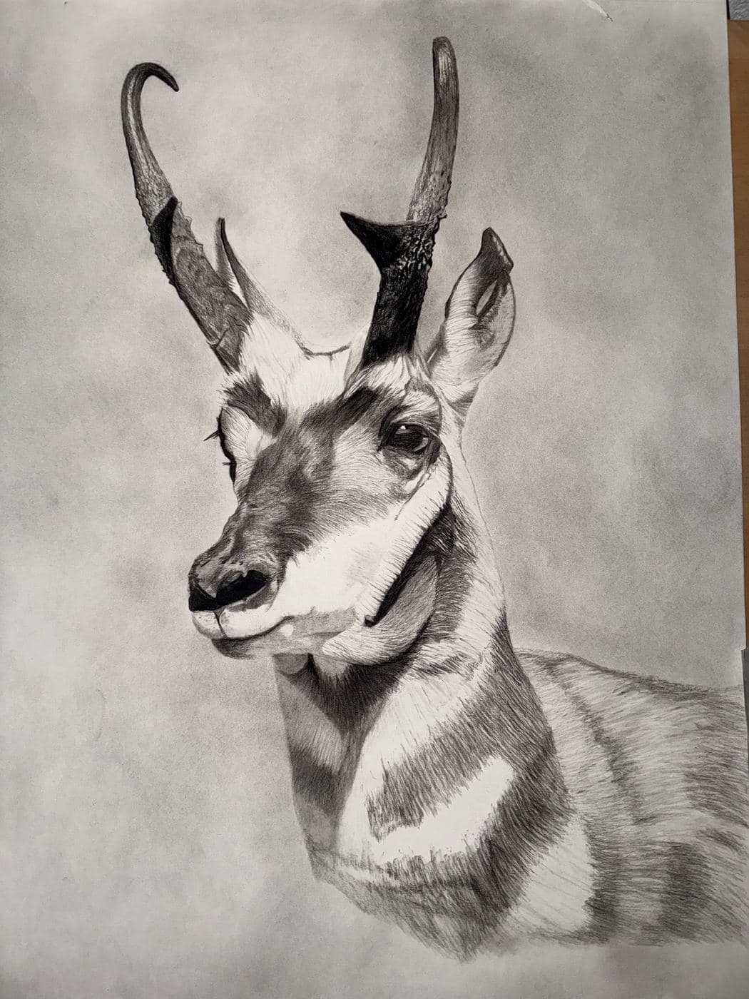 Pronghorn Antelope drawing process stage 4
