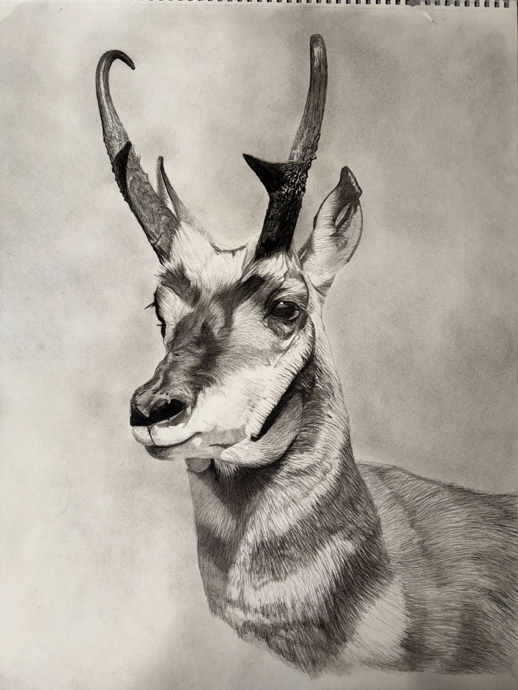 Pronghorn Antelope drawing process stage 5