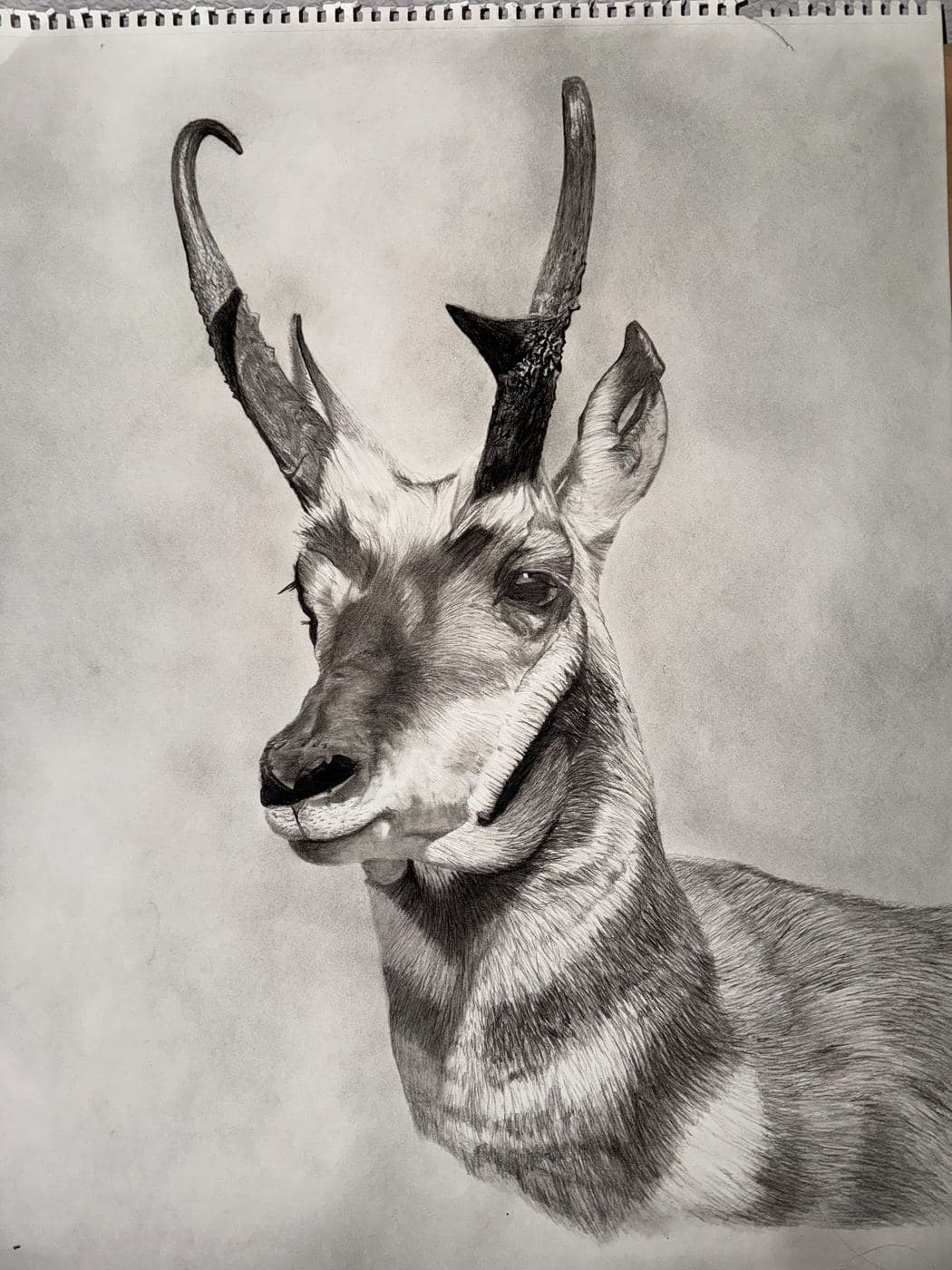 Pronghorn Antelope drawing process stage 6