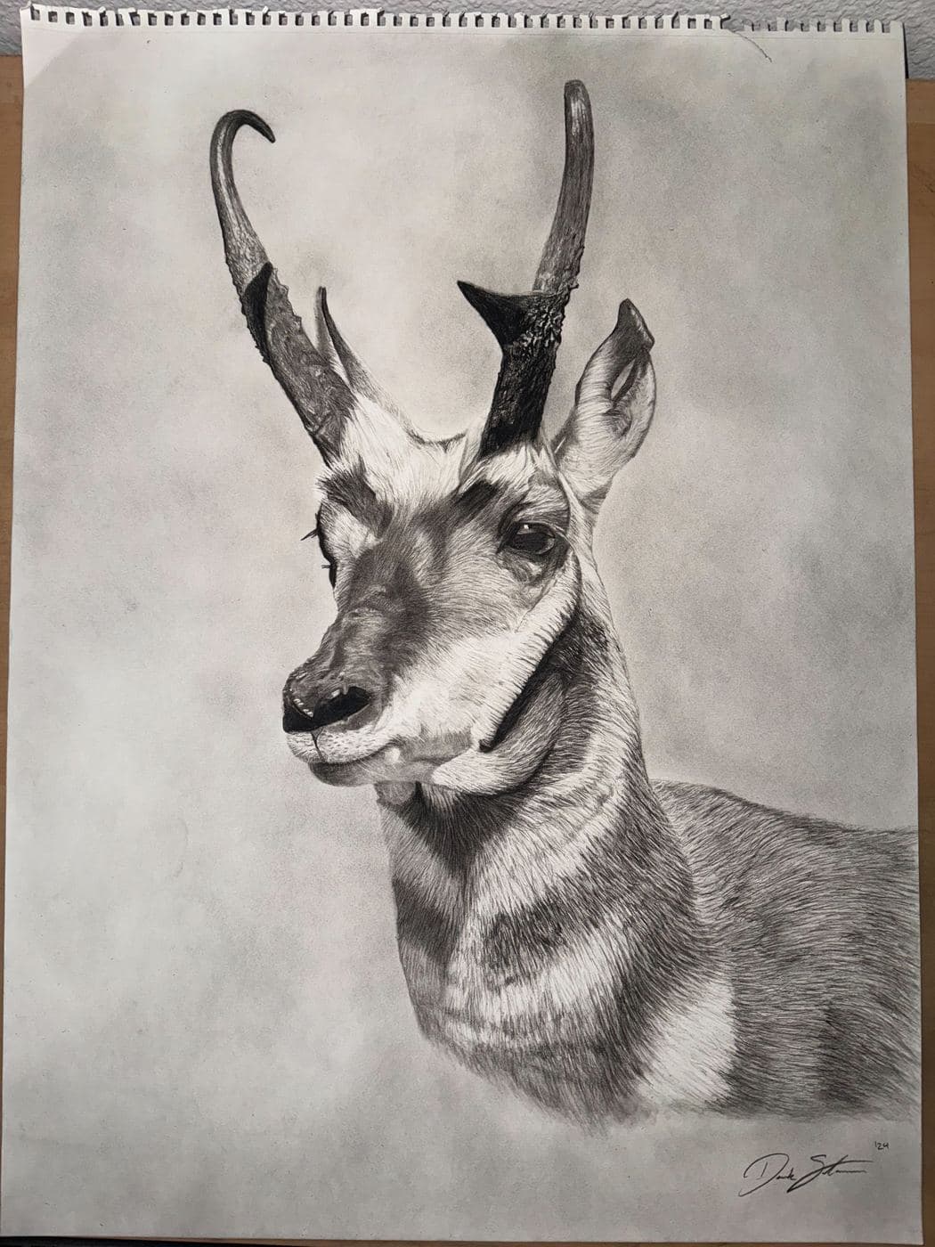 Pronghorn Antelope drawing process stage 7